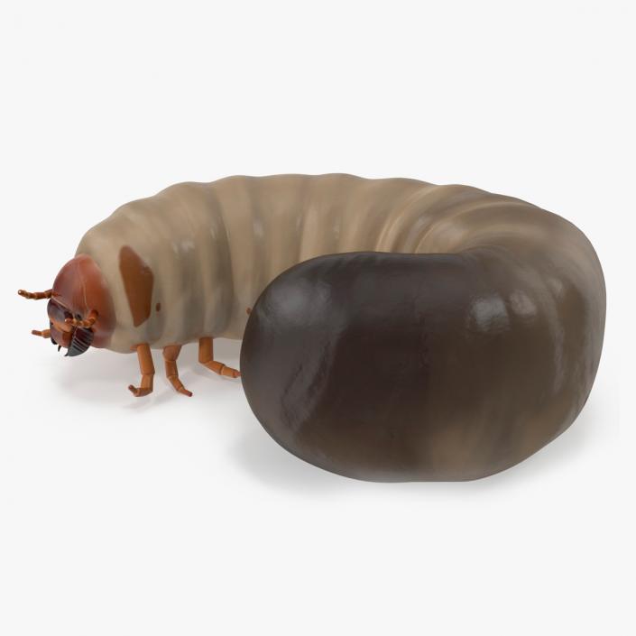 3D model Maggot May Bug Rigged for Cinema 4D