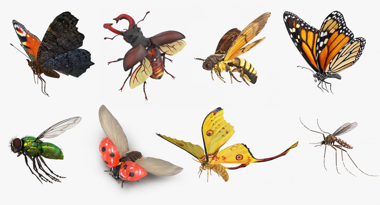 Flying Insects Collection 3 3D