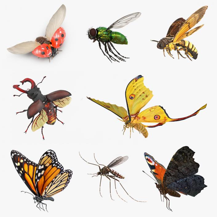 Flying Insects Collection 3 3D