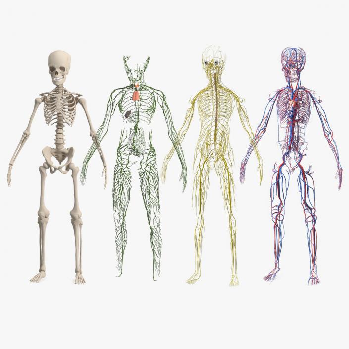 Boy Body Anatomy Collection 3D