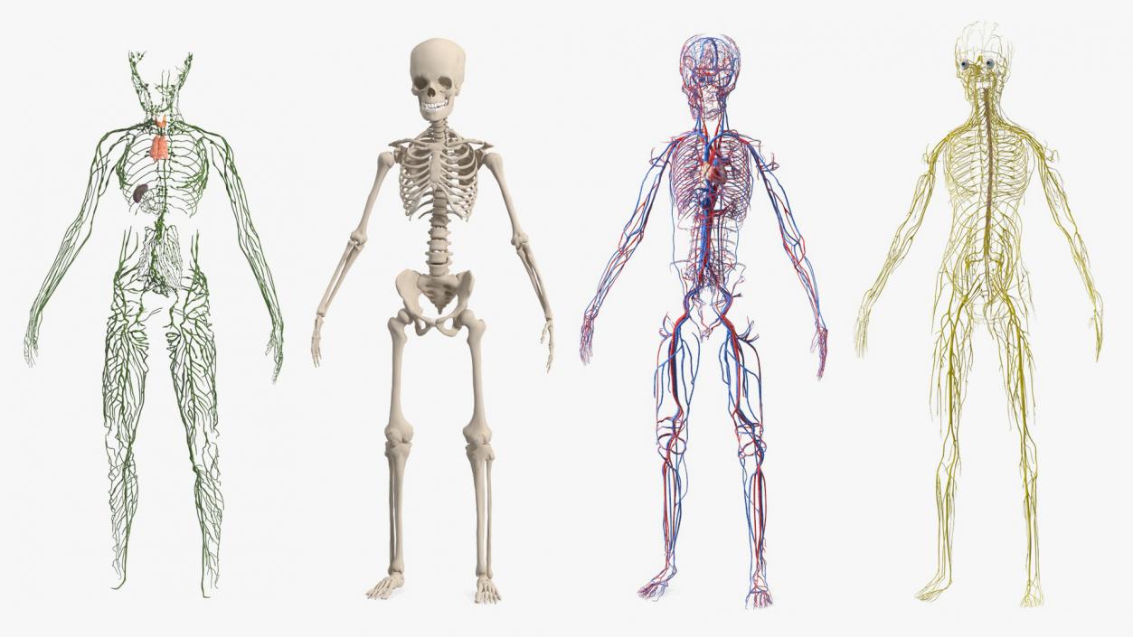 Boy Body Anatomy Collection 3D