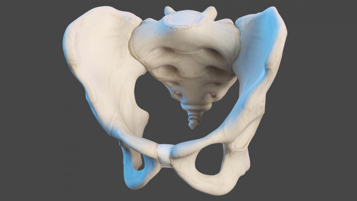 Boy Body Anatomy Collection 3D