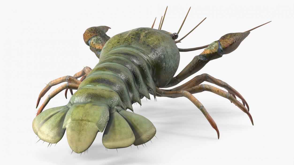 3D Crayfish Grey model