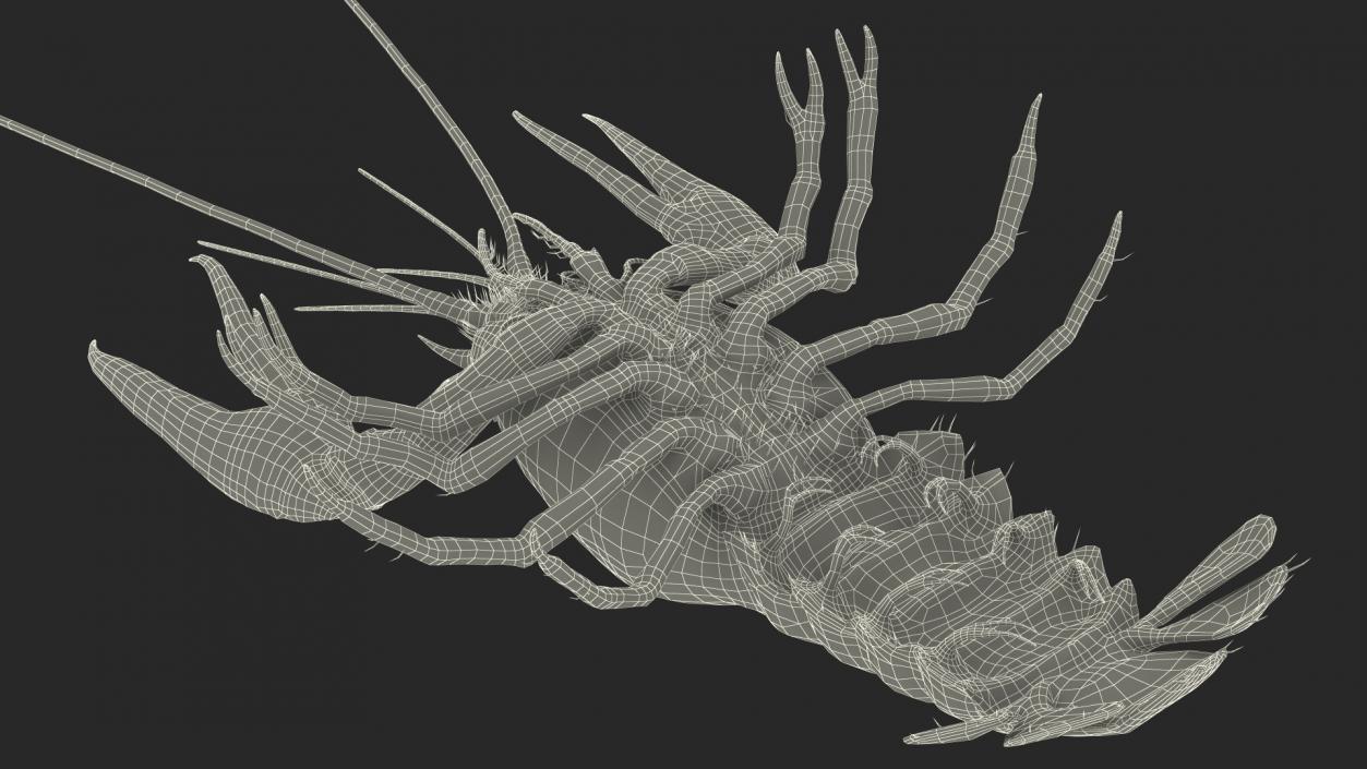 3D Crayfish Grey model