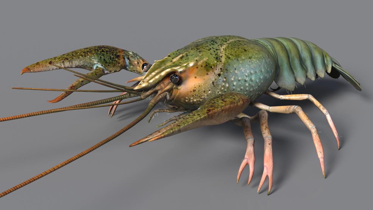 3D Crayfish Grey model