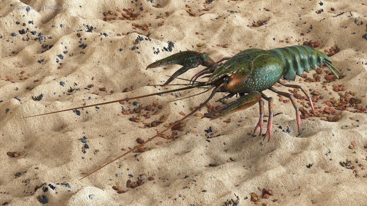 3D Crayfish Grey model