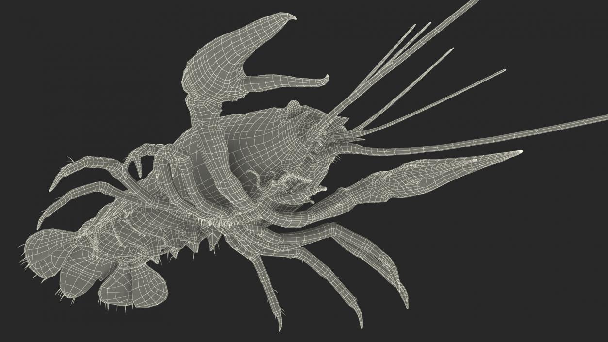 3D Crayfish Grey model