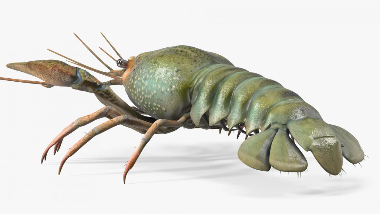 3D Crayfish Grey model