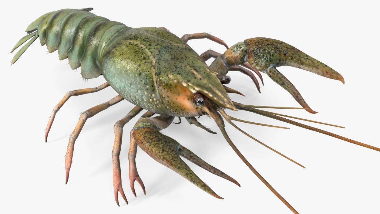 3D Crayfish Grey model