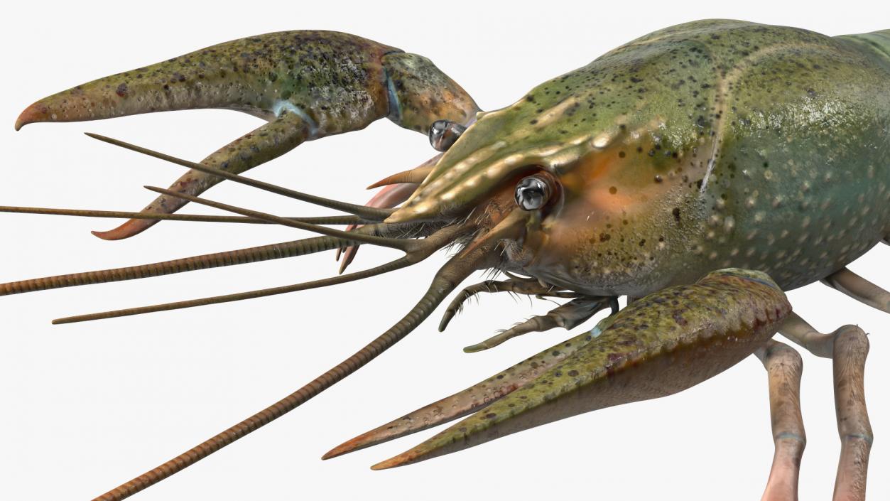 3D Crayfish Grey model