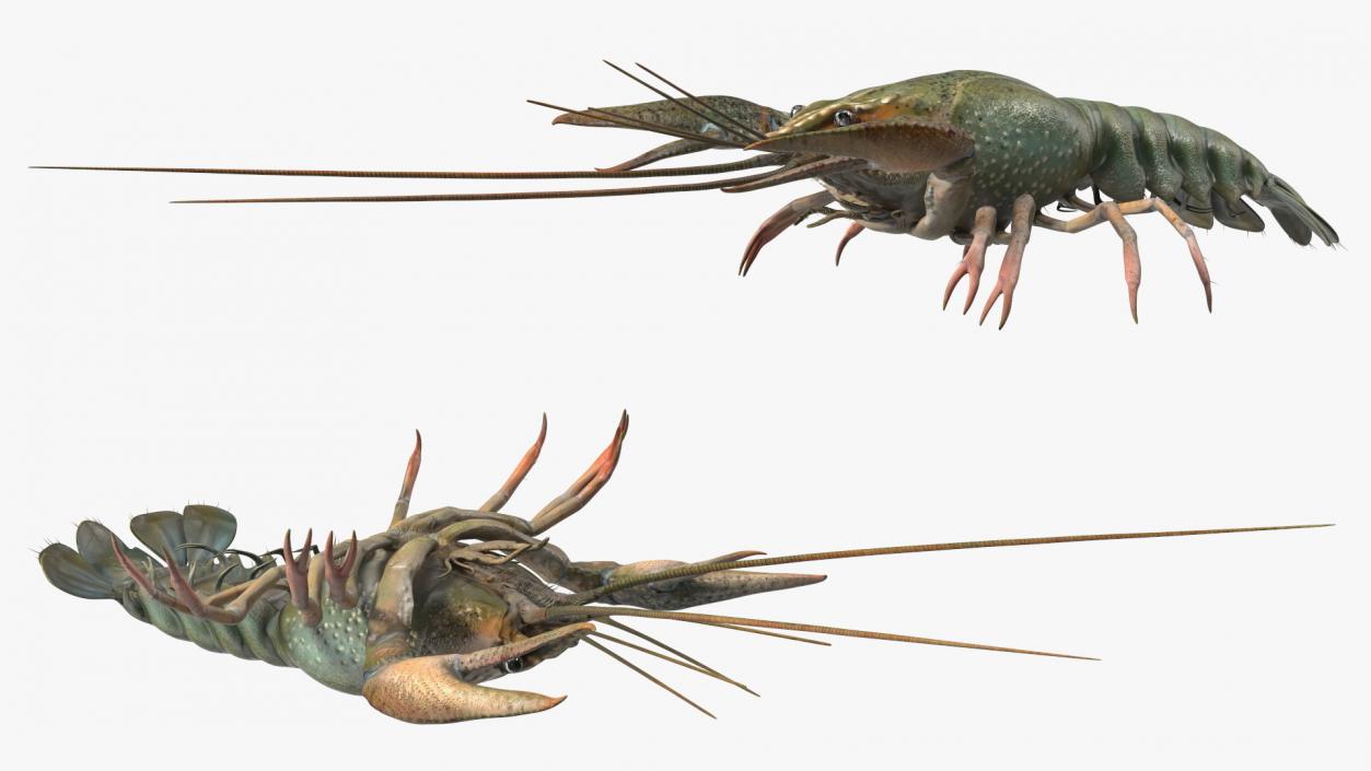 3D Crayfish Grey model