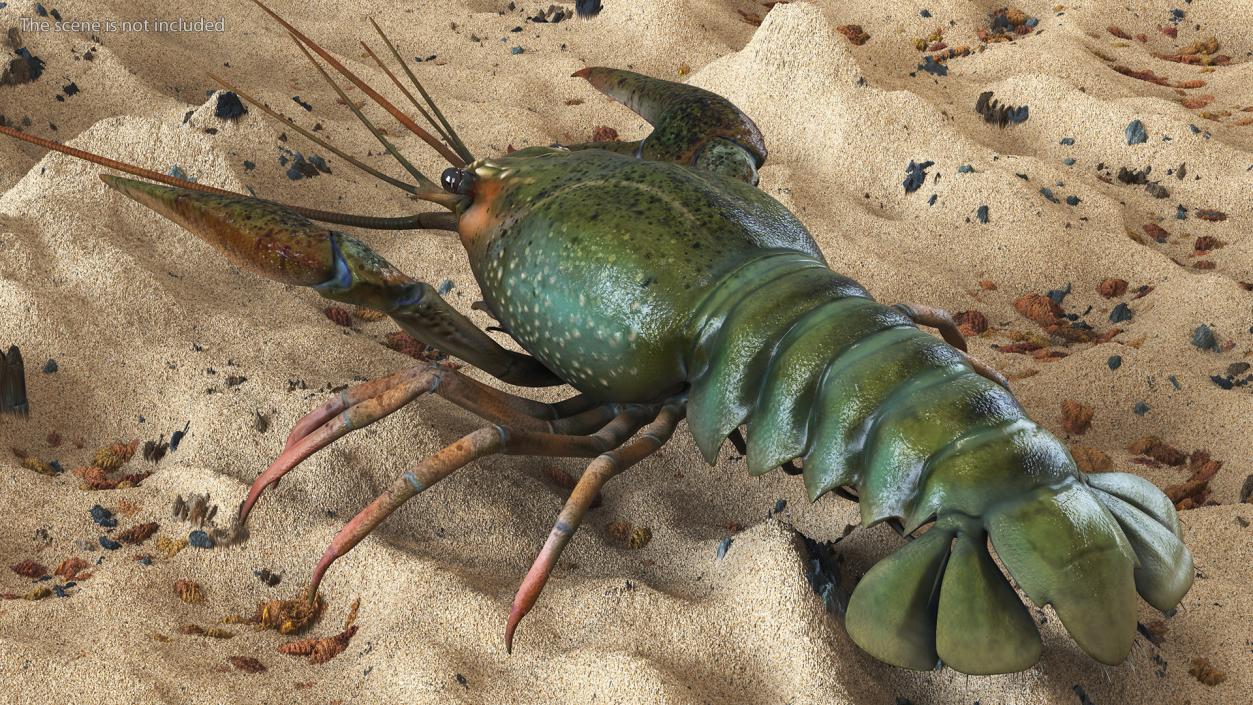 3D Crayfish Grey model