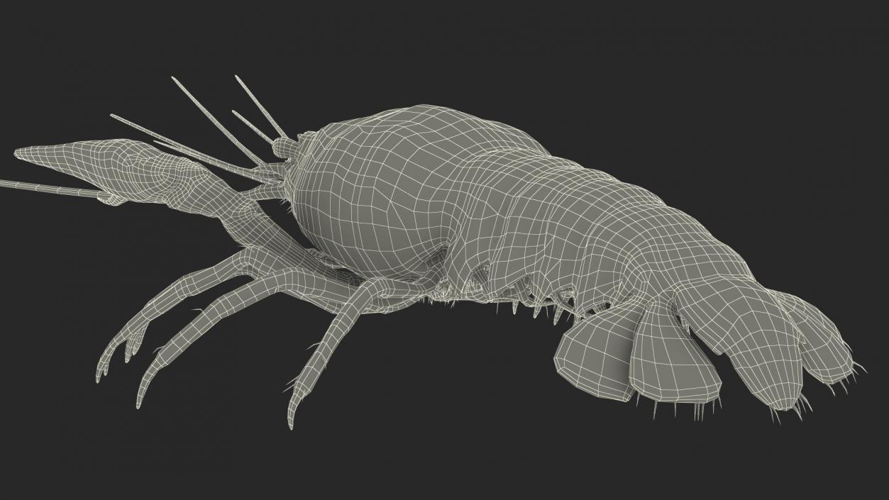 3D Crayfish Grey model