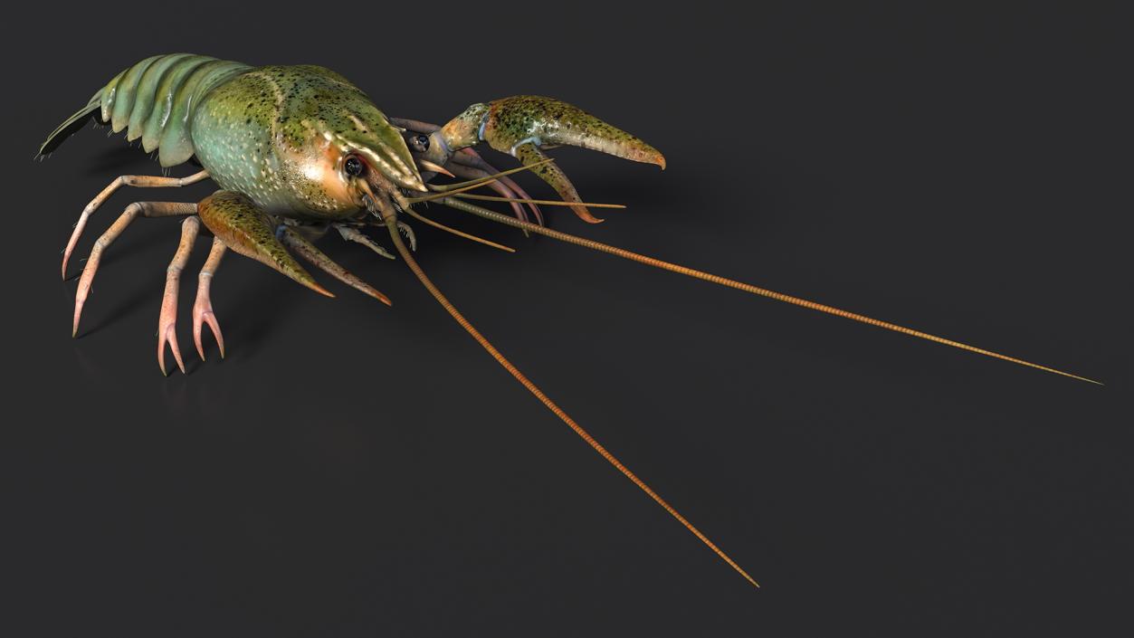 3D Crayfish Grey model