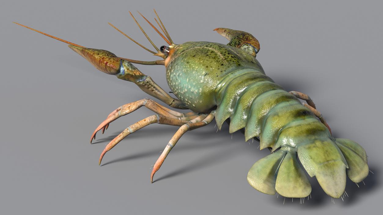 3D Crayfish Grey model