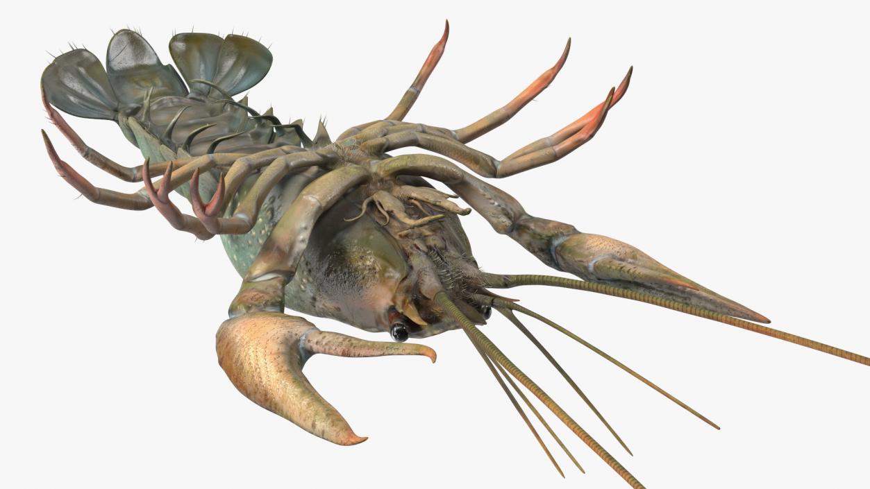 3D Crayfish Grey model