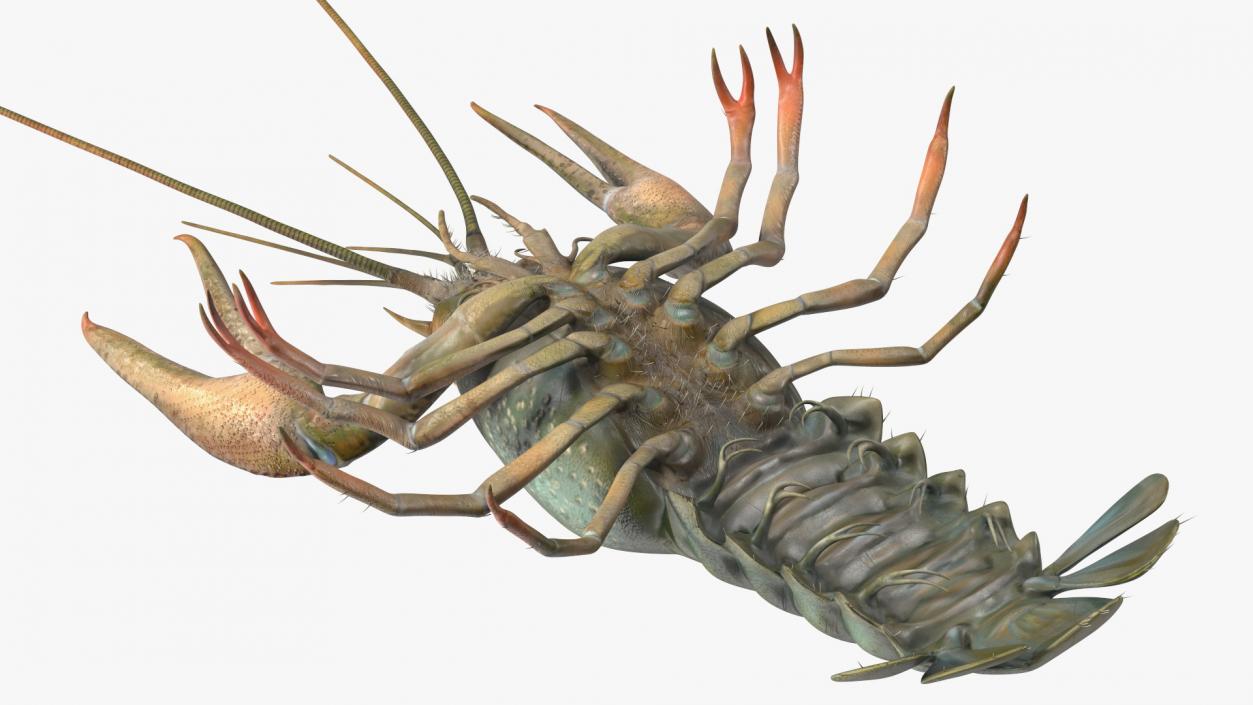 3D Crayfish Grey model