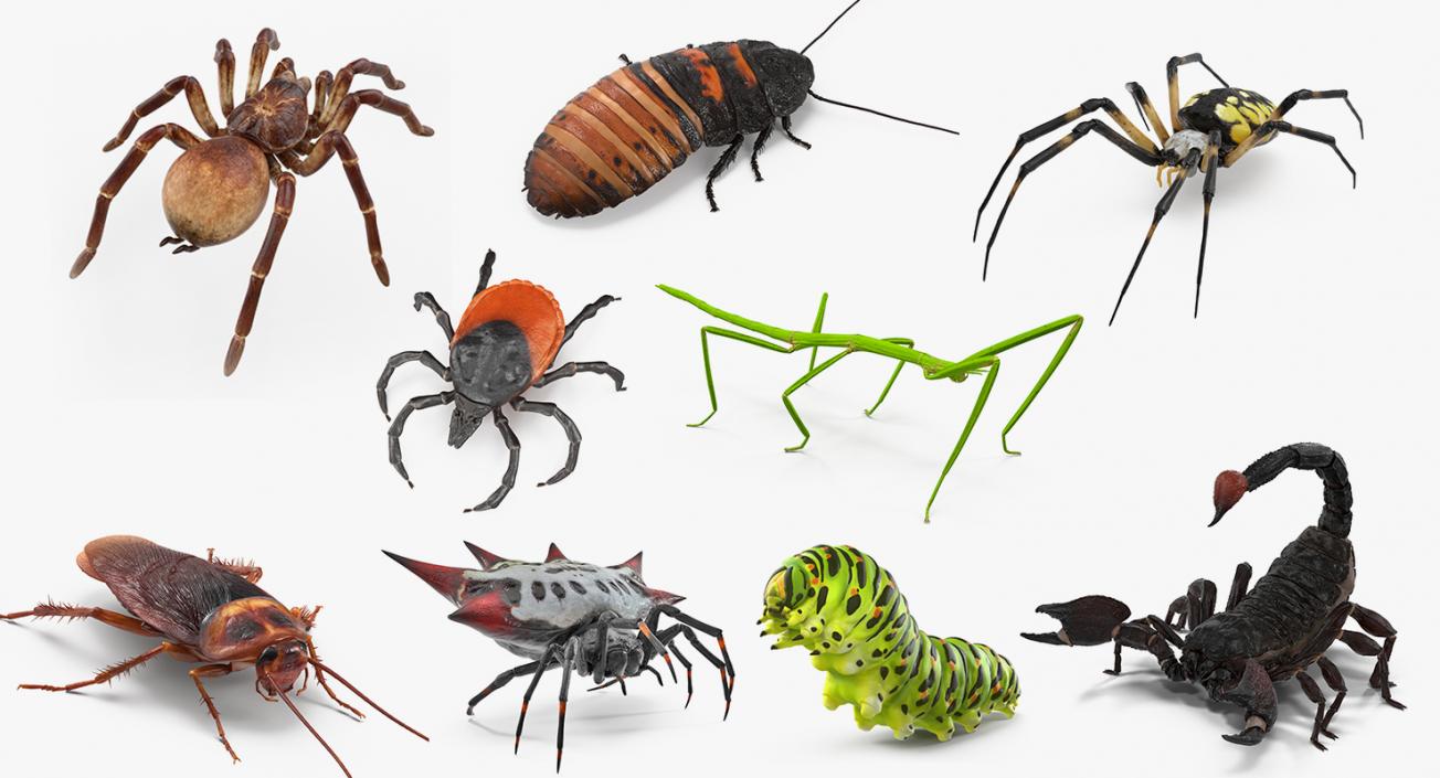 3D Rigged Creeping Insects Collection 3