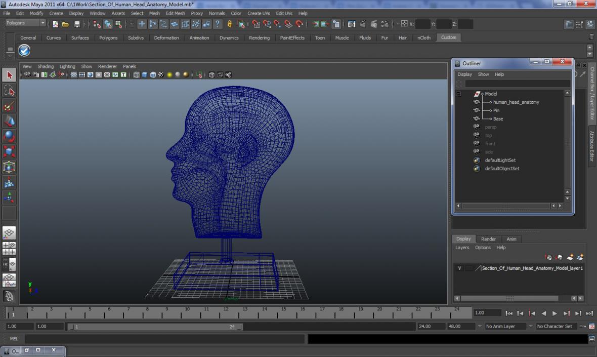 Section Of Human Head Anatomy 3D model