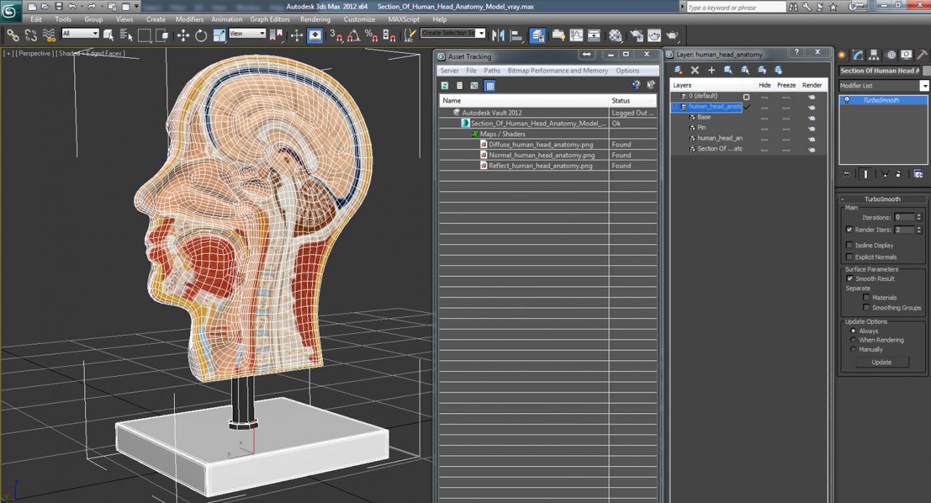 Section Of Human Head Anatomy 3D model