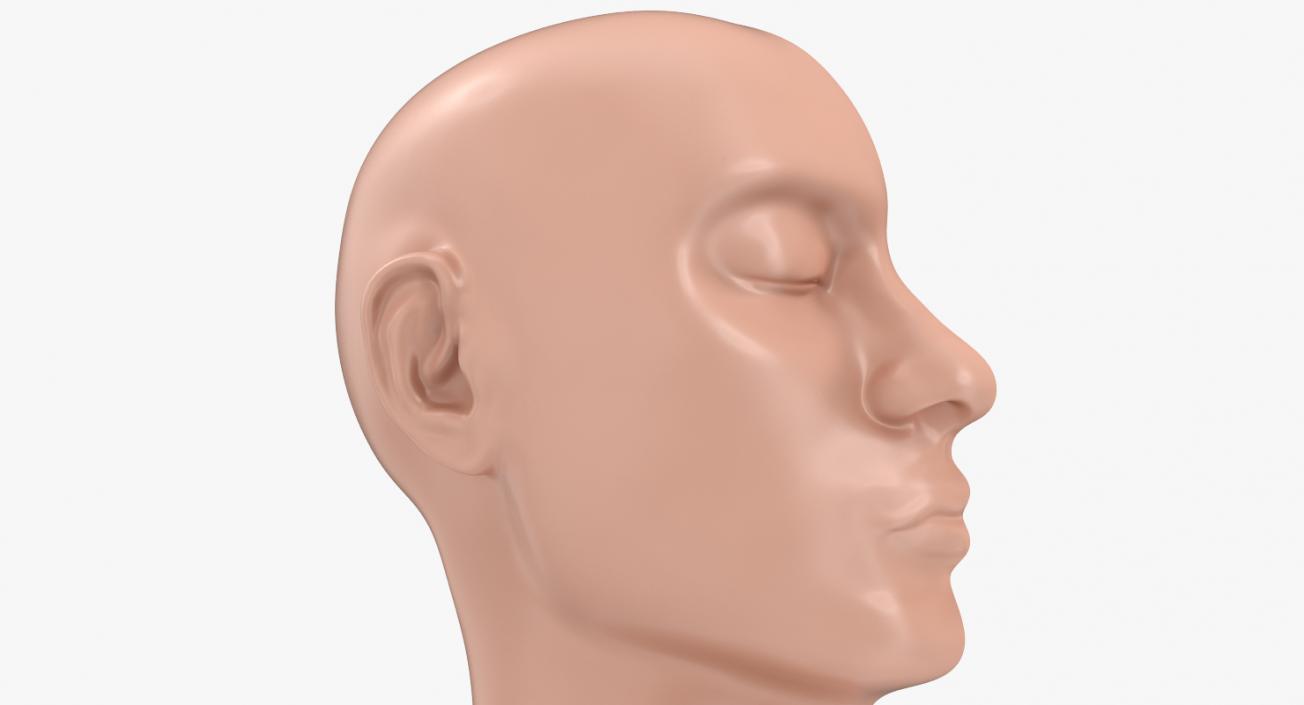 Section Of Human Head Anatomy 3D model