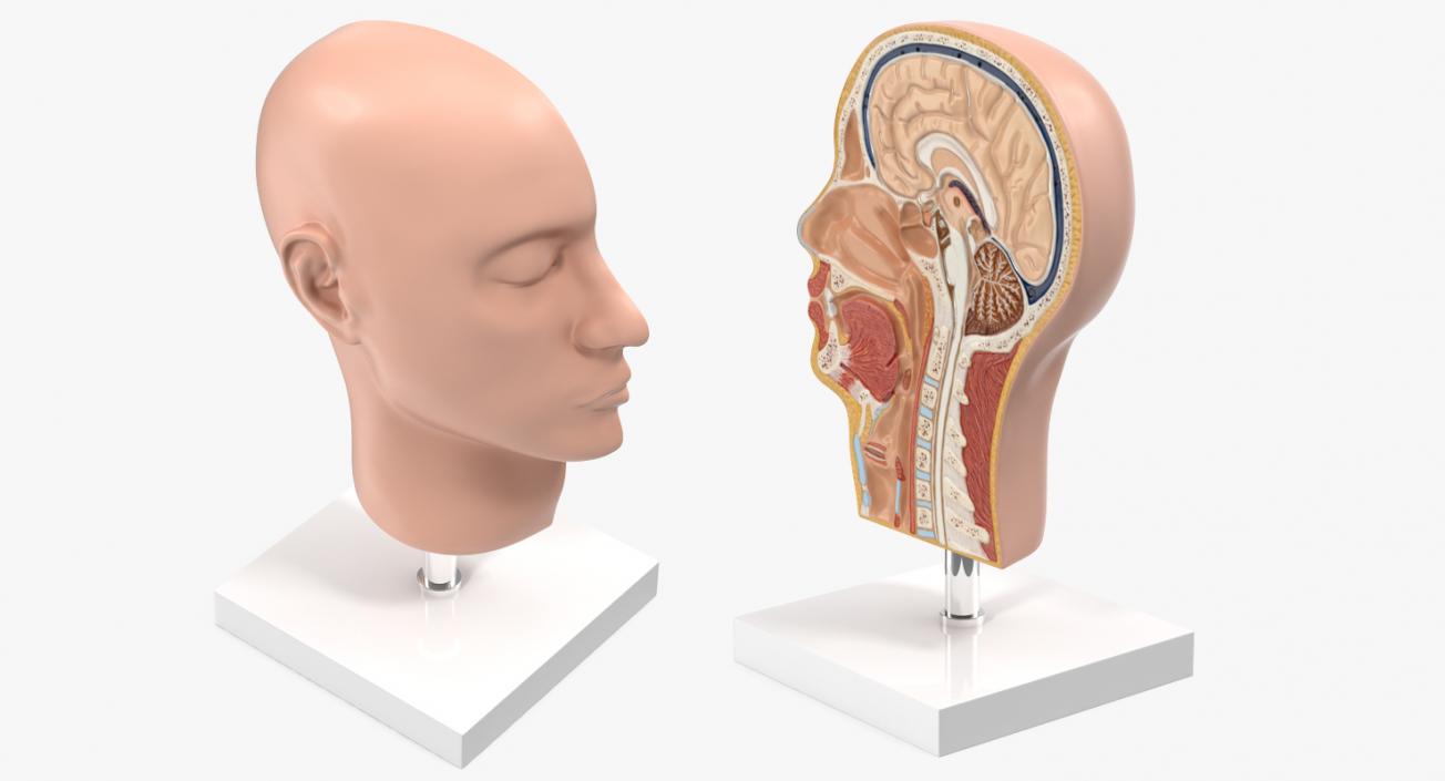 Section Of Human Head Anatomy 3D model