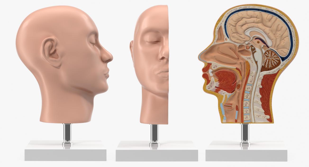 Section Of Human Head Anatomy 3D model