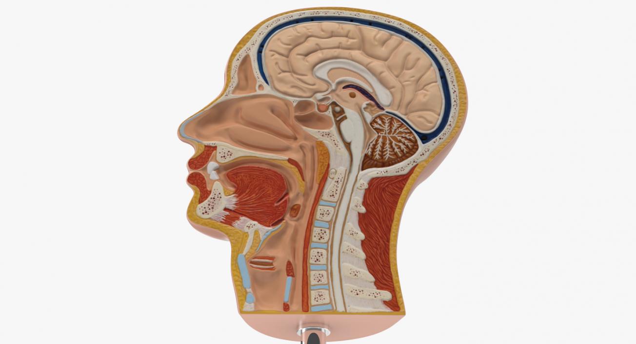 Section Of Human Head Anatomy 3D model