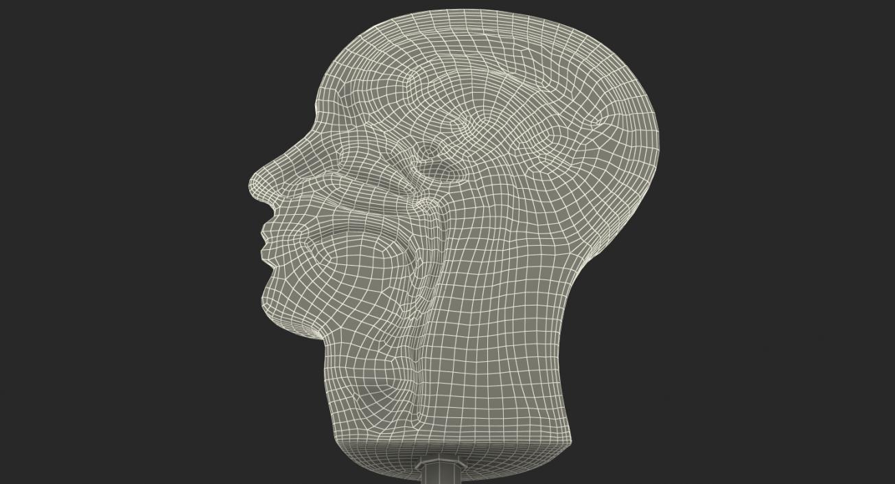 Section Of Human Head Anatomy 3D model