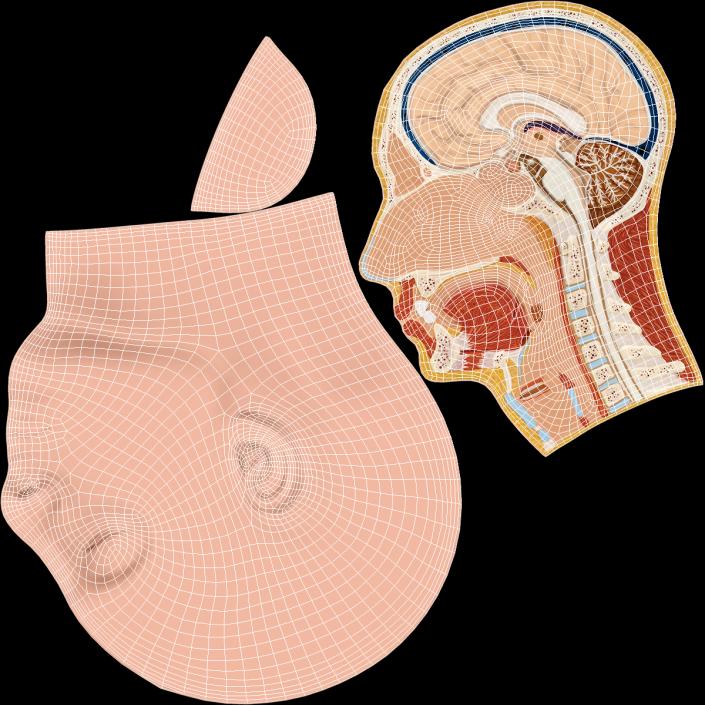 Section Of Human Head Anatomy 3D model