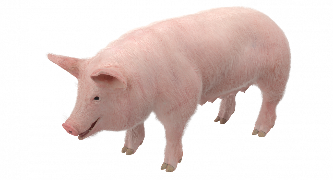 3D model Pig Sow Landrace with Fur