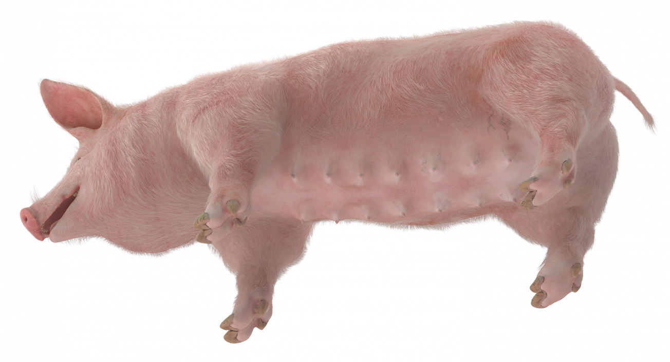 3D model Pig Sow Landrace with Fur