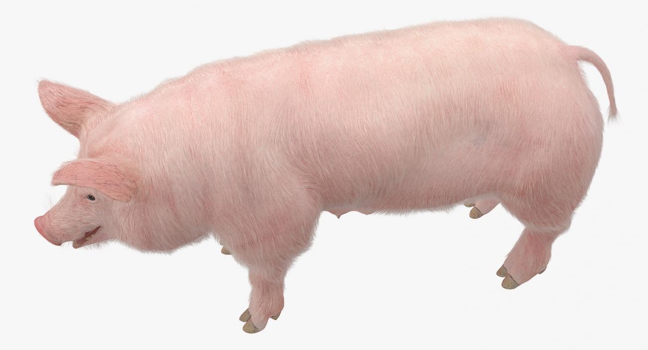 3D model Pig Sow Landrace with Fur