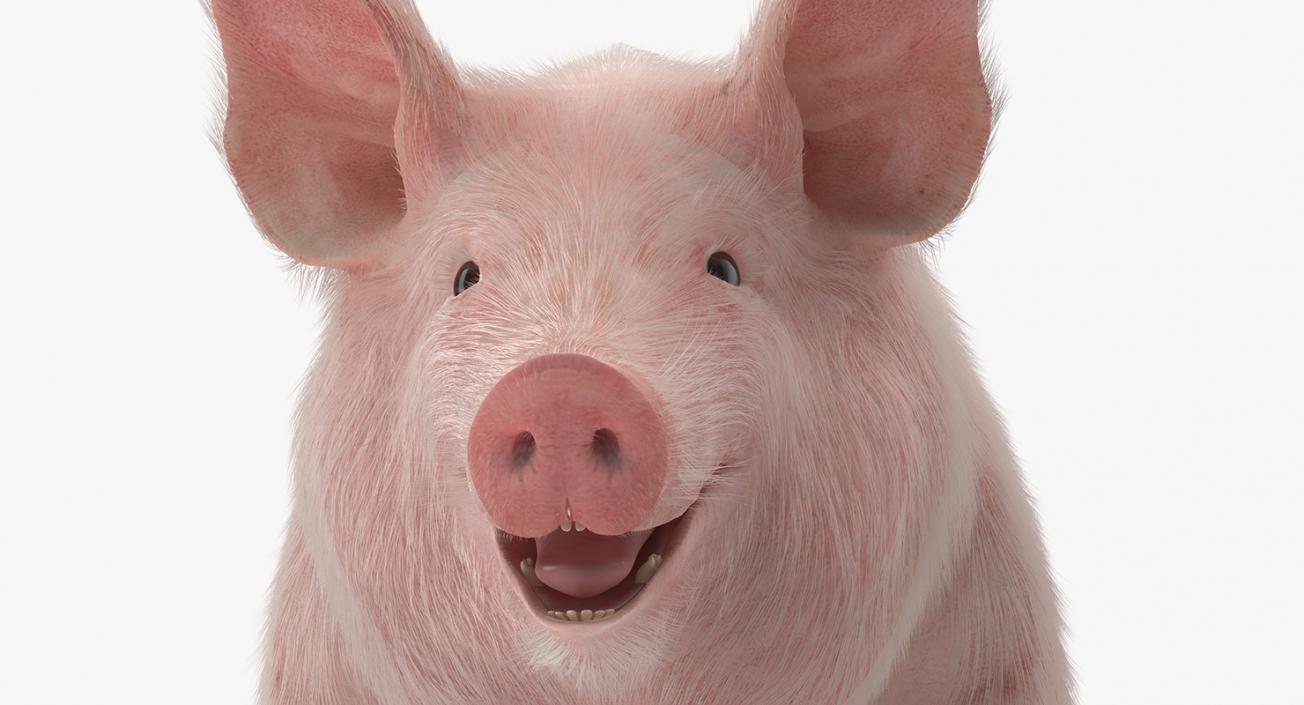 3D model Pig Sow Landrace with Fur