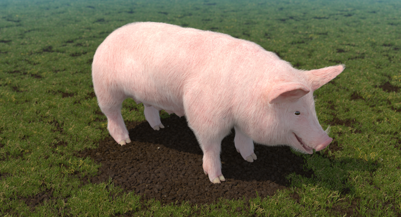 3D model Pig Sow Landrace with Fur