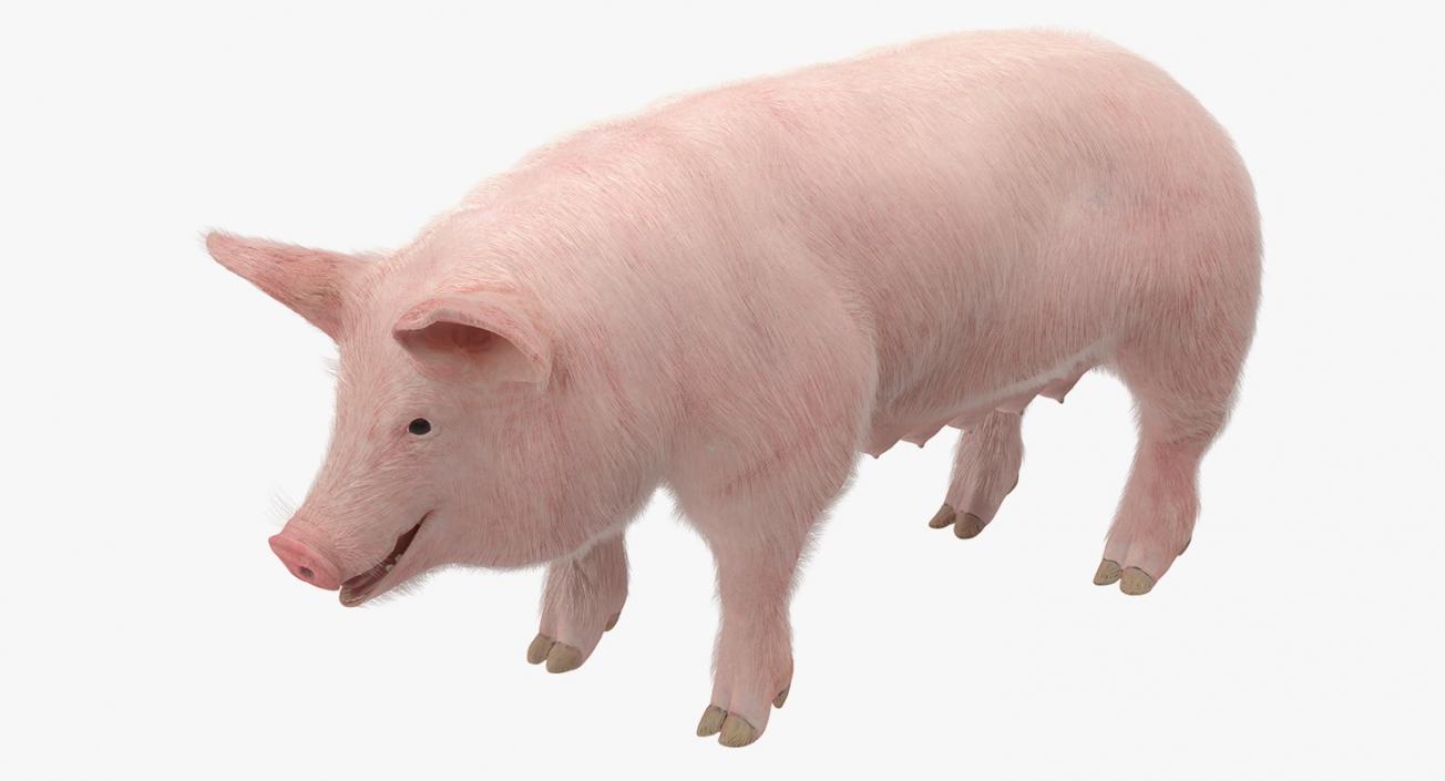 3D model Pig Sow Landrace with Fur