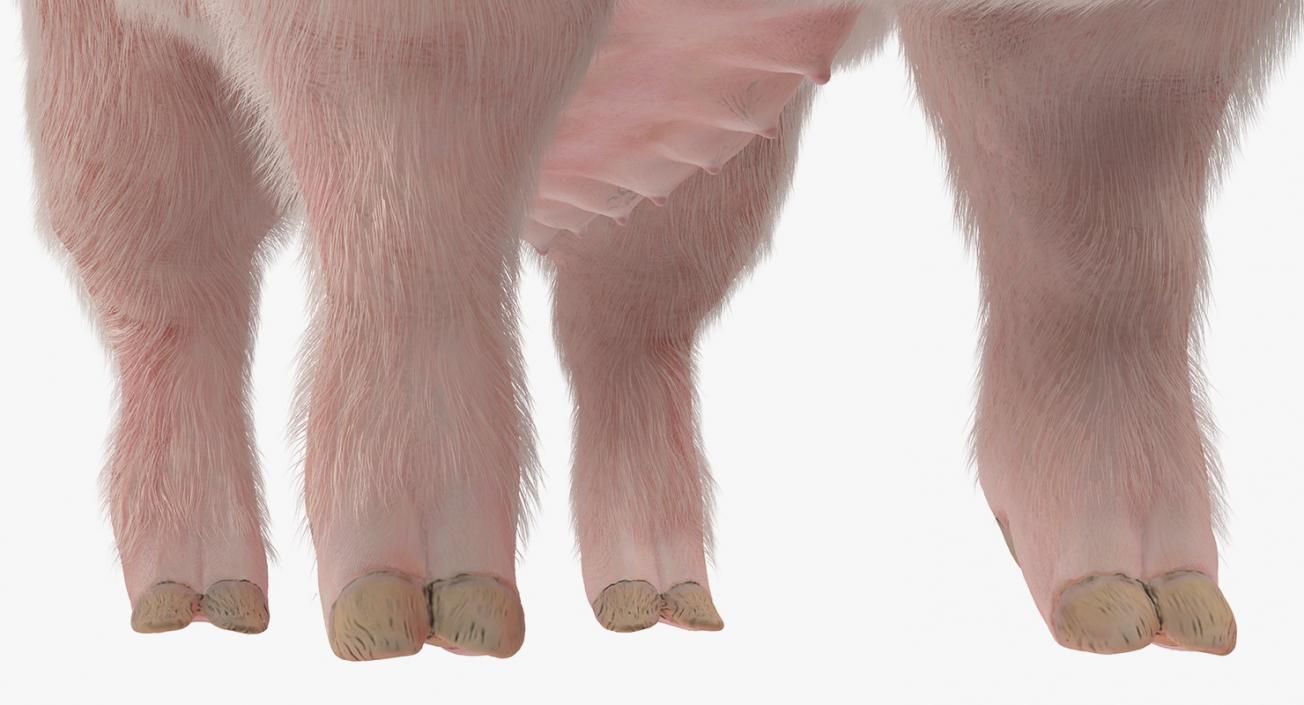 3D model Pig Sow Landrace with Fur