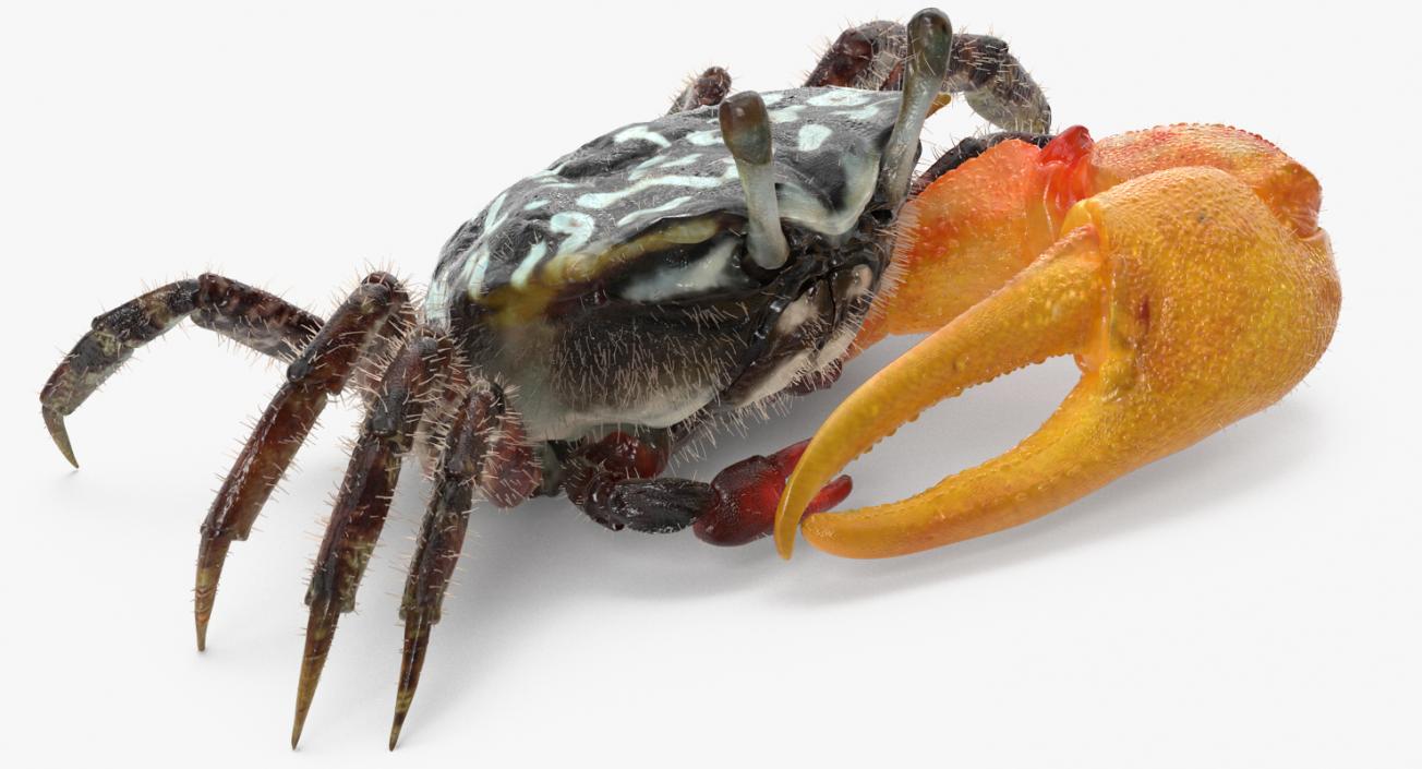 Fiddler Crab Sitting Pose with Fur 3D model