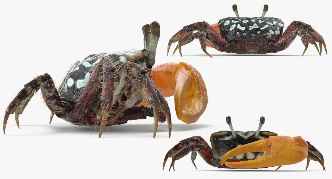 Fiddler Crab Sitting Pose with Fur 3D model