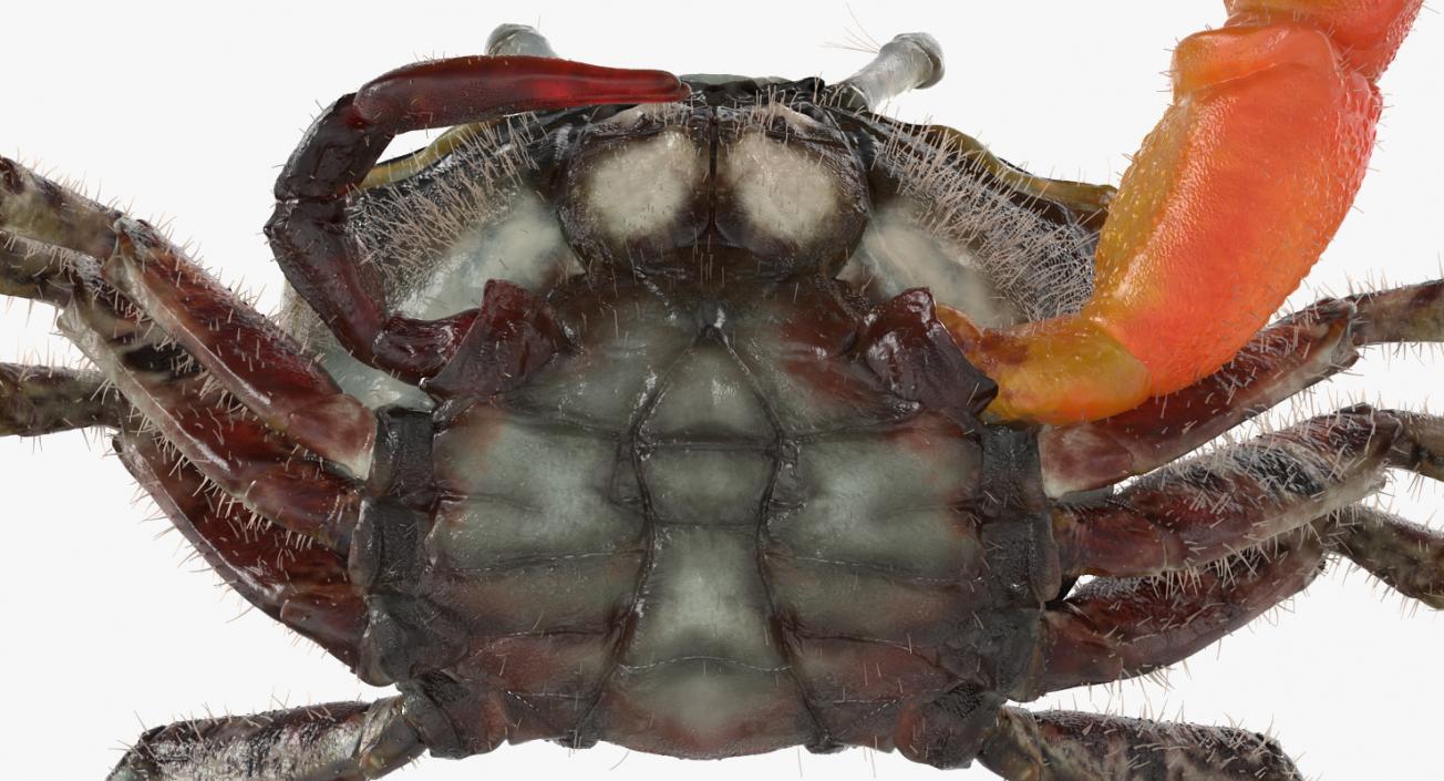 Fiddler Crab Sitting Pose with Fur 3D model