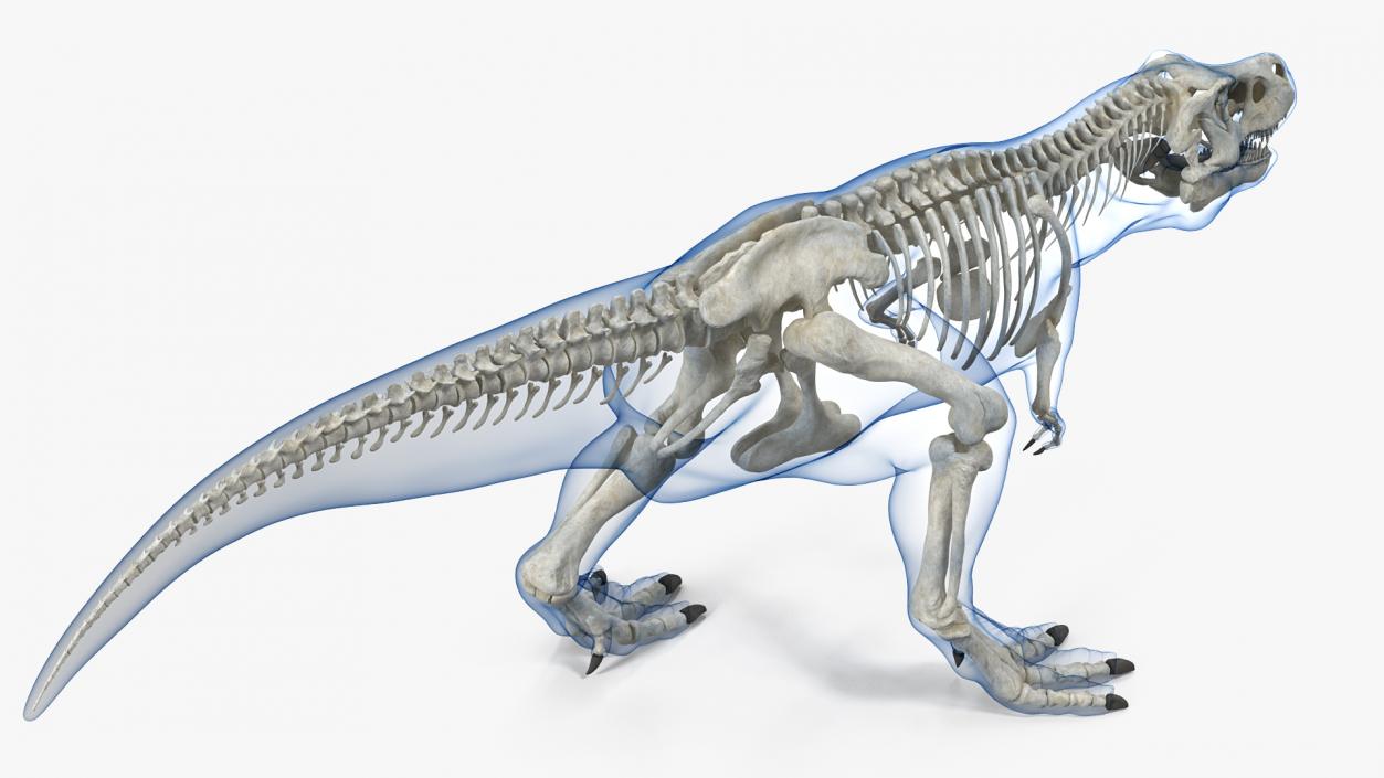 Tyrannosaurus Rex Skeleton with Skin Walking Pose 3D model