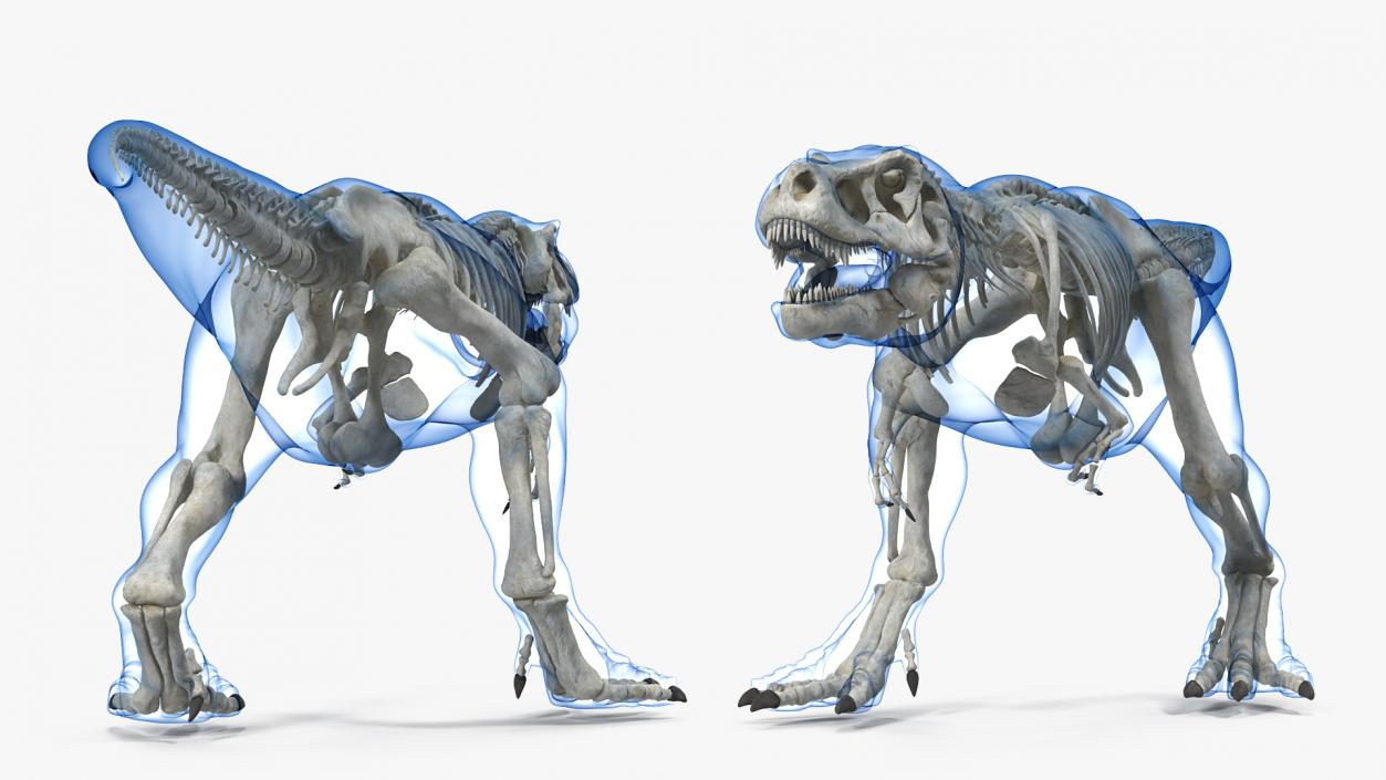 Tyrannosaurus Rex Skeleton with Skin Walking Pose 3D model