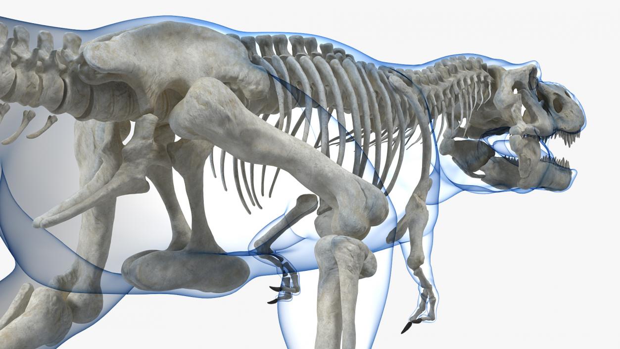 Tyrannosaurus Rex Skeleton with Skin Walking Pose 3D model