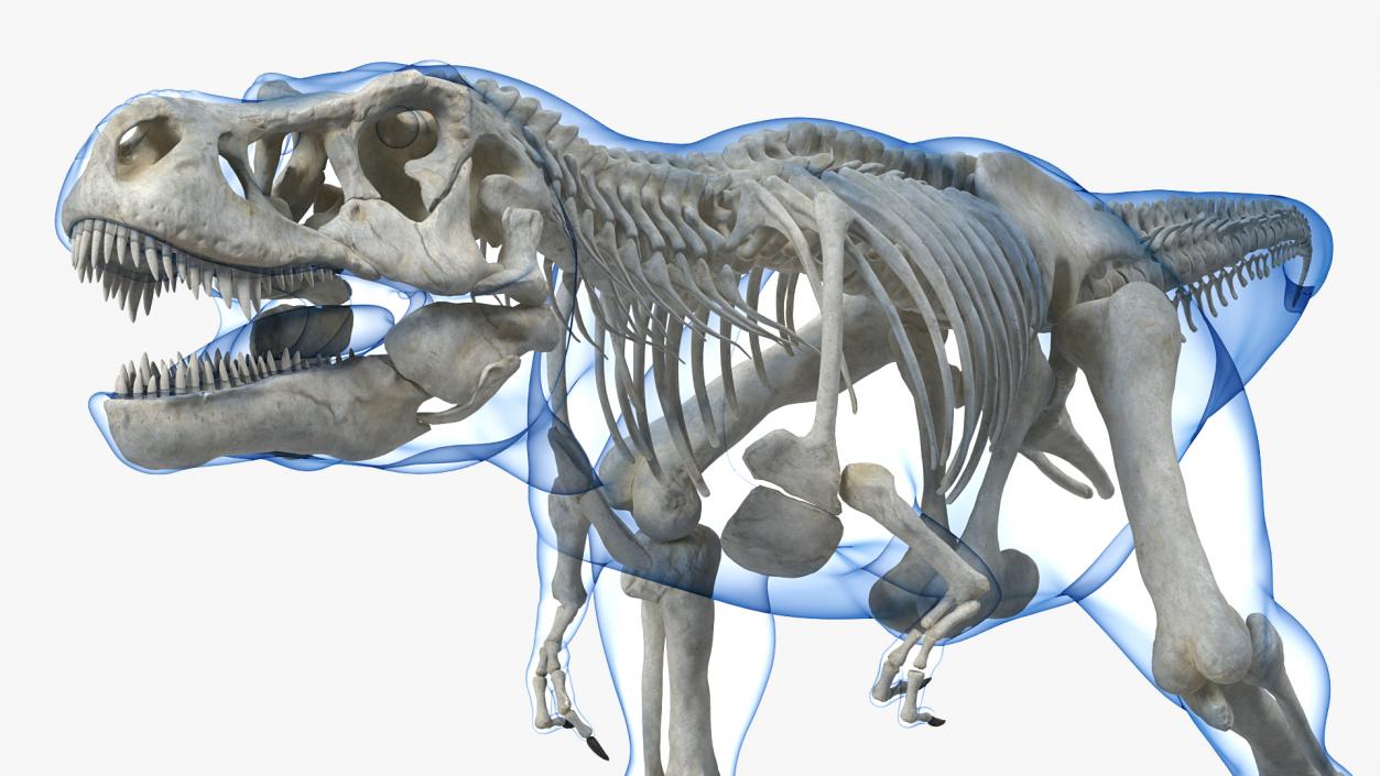 Tyrannosaurus Rex Skeleton with Skin Walking Pose 3D model