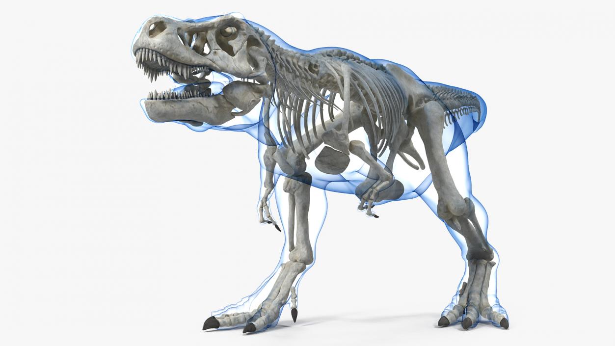 Tyrannosaurus Rex Skeleton with Skin Walking Pose 3D model