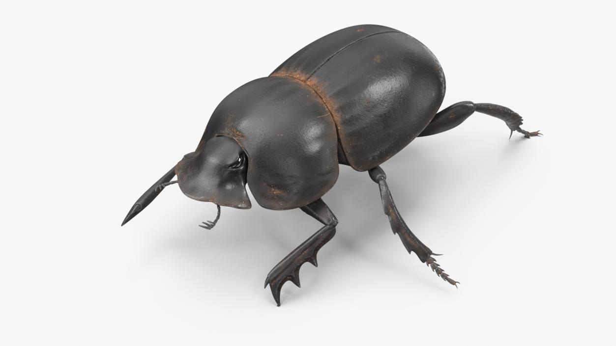 3D model Dung Beetle Crawling Dirt