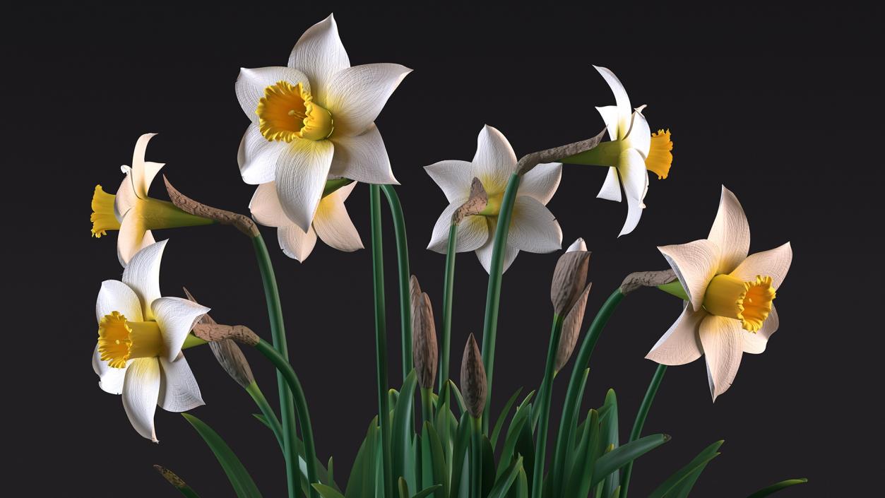 3D model Narcissus Flowers Growing