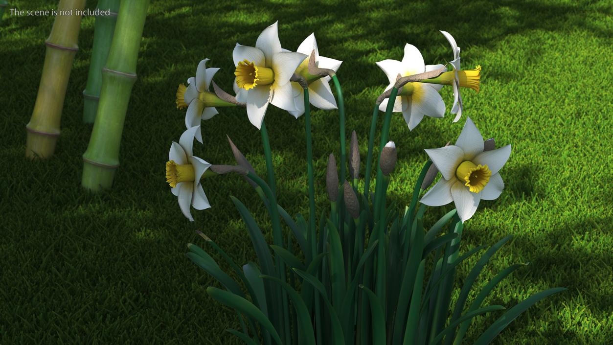 3D model Narcissus Flowers Growing