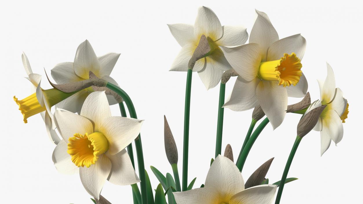 3D model Narcissus Flowers Growing