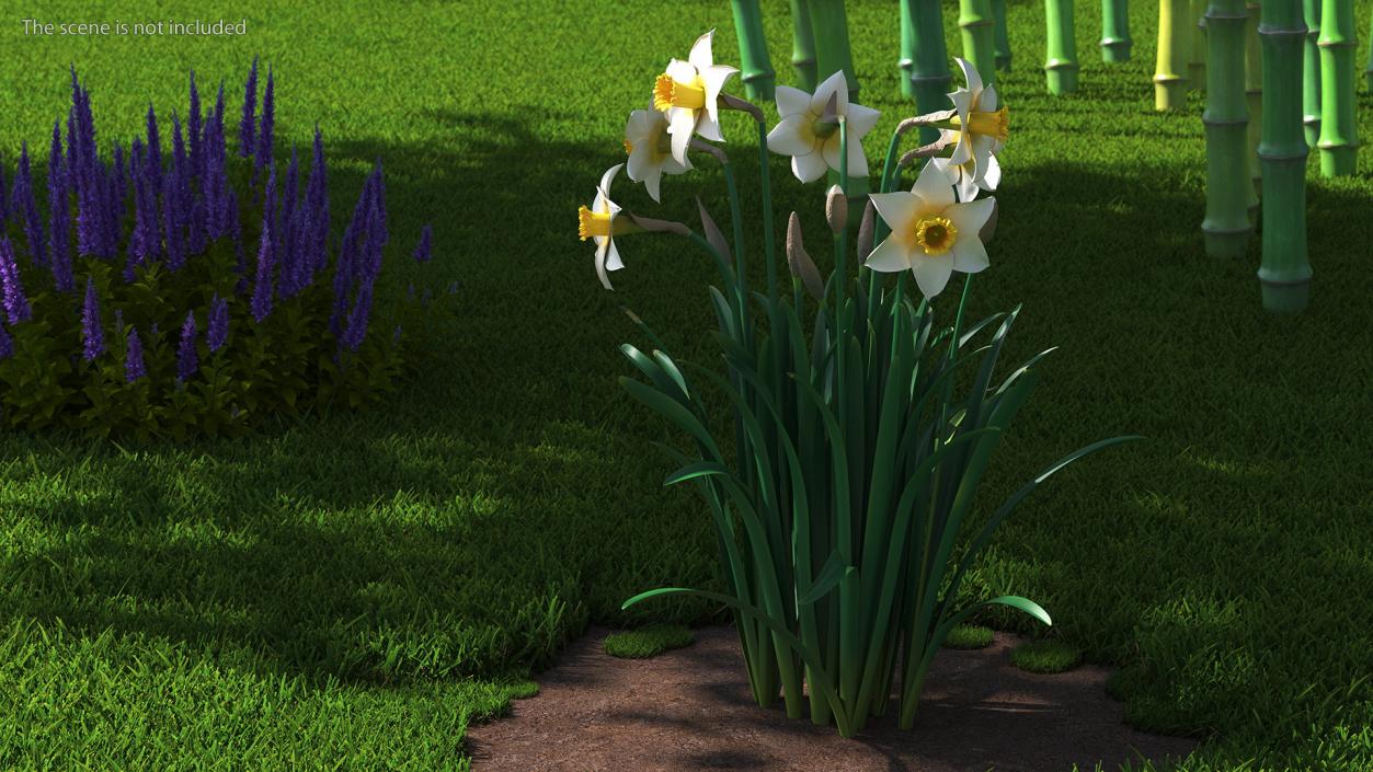 3D model Narcissus Flowers Growing